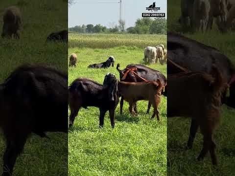 Bakri aur bheyr ki Pakistan me rhodes grass me charai - Goats and sheep grazing in rhodes grass