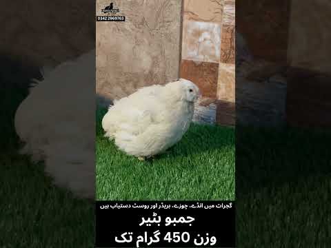 Pakistan meyn Jumbo Batair - Jumbo Quail in Pakistan - پاکستان میں جمبو بٹیر